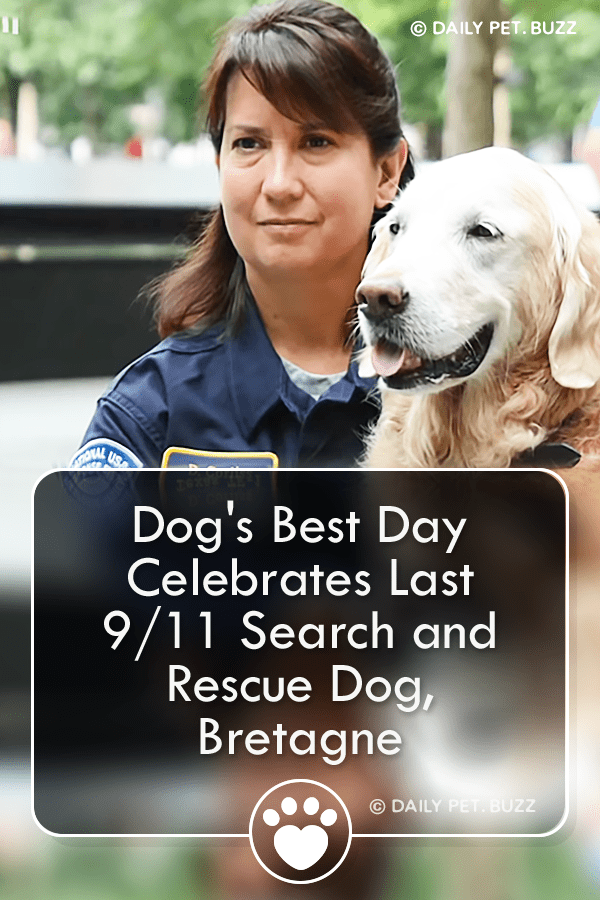 Dog\'s Best Day Celebrates Last 9/11 Search and Rescue Dog, Bretagne