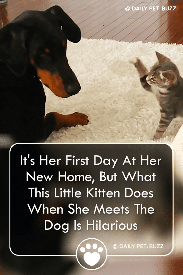 It\'s Her First Day At Her New Home, But What This Little Kitten Does When She Meets The Dog Is Hilarious