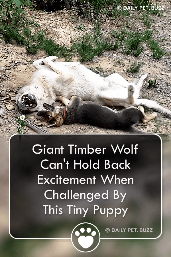 Giant Timber Wolf Can\'t Hold Back Excitement When Challenged By This Tiny Puppy