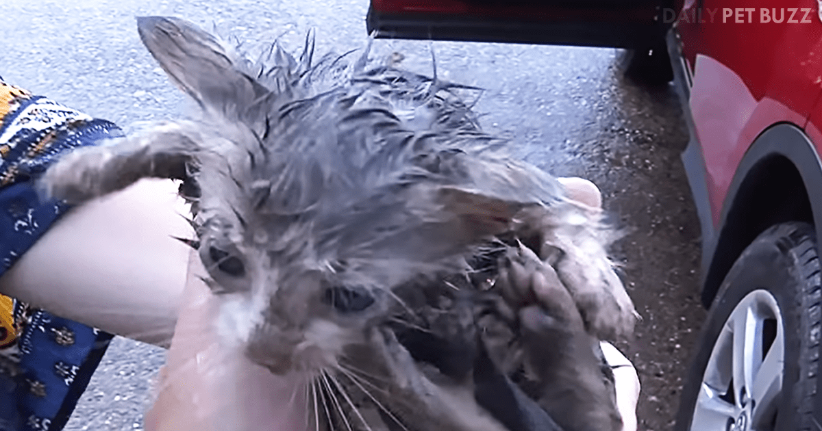 Tiny Kitten Saved From Drain Pipe In Dramatic And Exciting Rescue