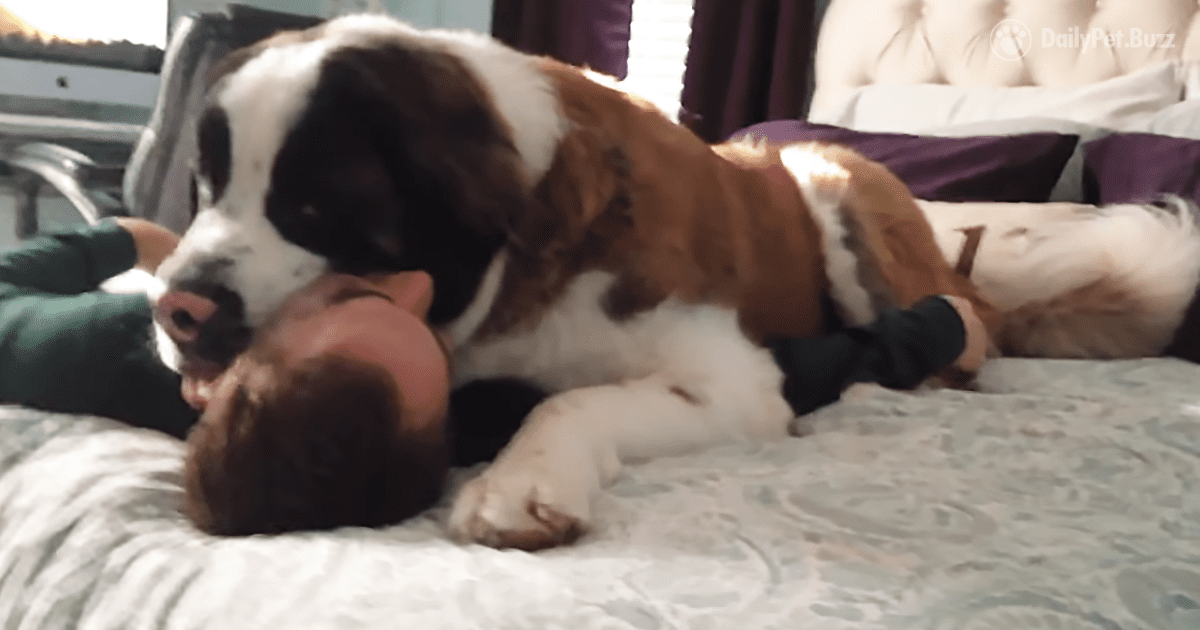 Giant Saint Bernard Won't Let Dad Get Away from Cuddles