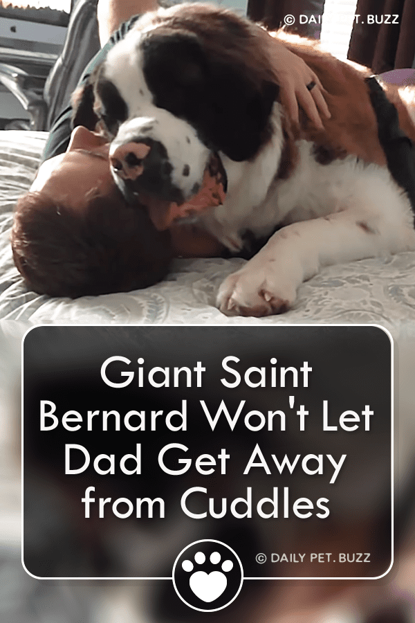 Giant Saint Bernard Won\'t Let Dad Get Away from Cuddles