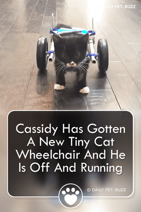 Cassidy Has Gotten A New Tiny Cat Wheelchair And He Is Off And Running