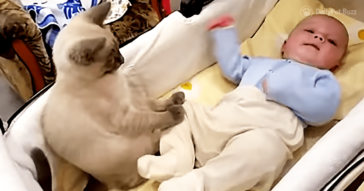 This Sweet Cat Attempting To Calm The Baby Deserves A Babysitting Award