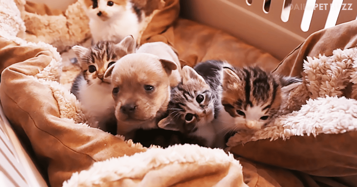 Orphaned Chihuahua Puppy Fits Right In With His New Cat Family