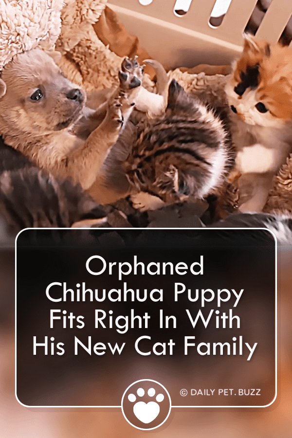 Orphaned Chihuahua Puppy Fits Right In With His New Cat Family