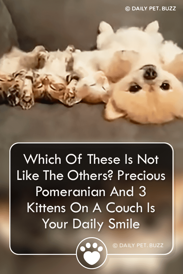 Which Of These Is Not Like The Others? Precious Pomeranian And 3 Kittens On A Couch Is Your Daily Smile