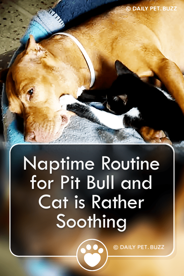 Naptime Routine for Pit Bull and Cat is Rather Soothing