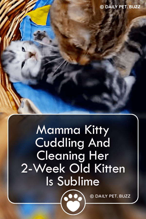 Mamma Kitty Cuddling And Cleaning Her 2-Week Old Kitten Is Sublime