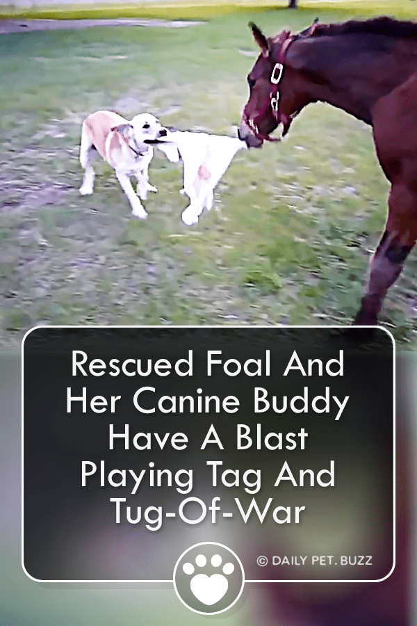 Rescued Foal And Her Canine Buddy Have A Blast Playing Tag And Tug-Of-War