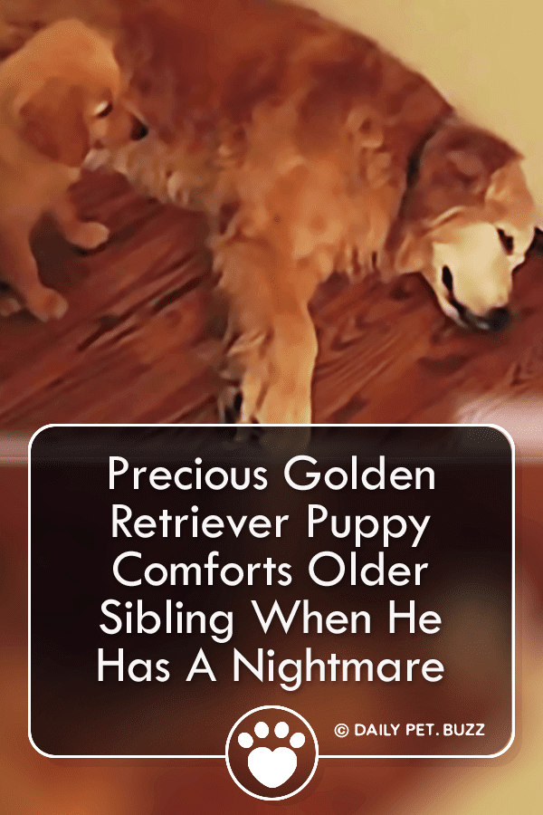 Precious Golden Retriever Puppy Comforts Older Sibling When He Has A Nightmare