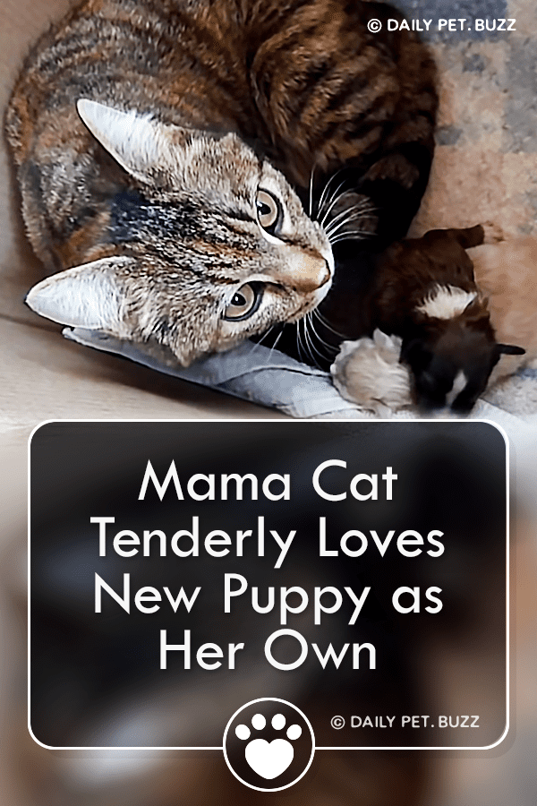 Mama Cat Tenderly Loves New Puppy as Her Own