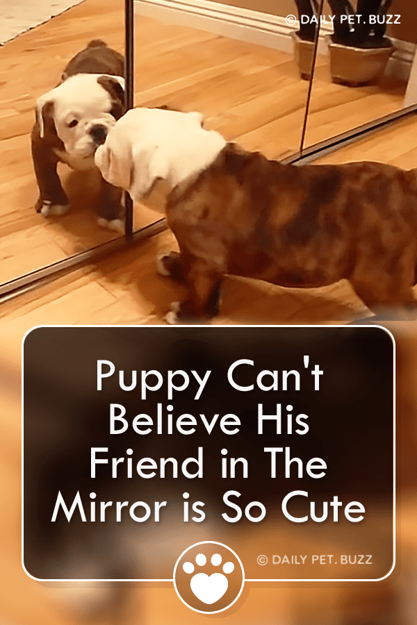 Puppy Can\'t Believe His Friend in The Mirror is So Cute