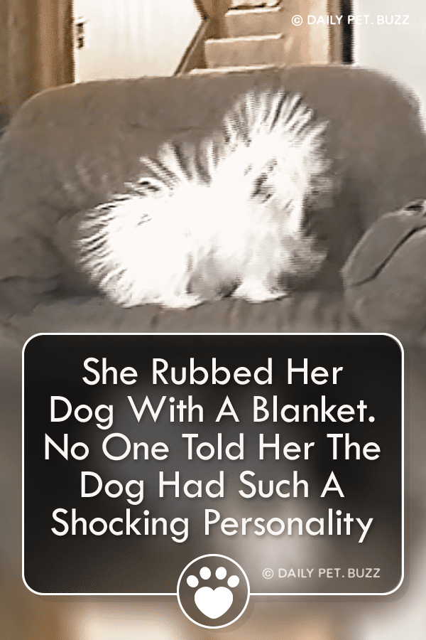 She Rubbed Her Dog With A Blanket. No One Told Her The Dog Had Such A Shocking Personality