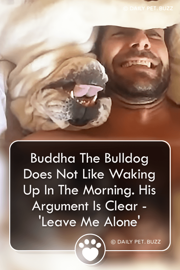 Buddha The Bulldog Does Not Like Waking Up In The Morning. His Argument Is Clear - \'Leave Me Alone\'