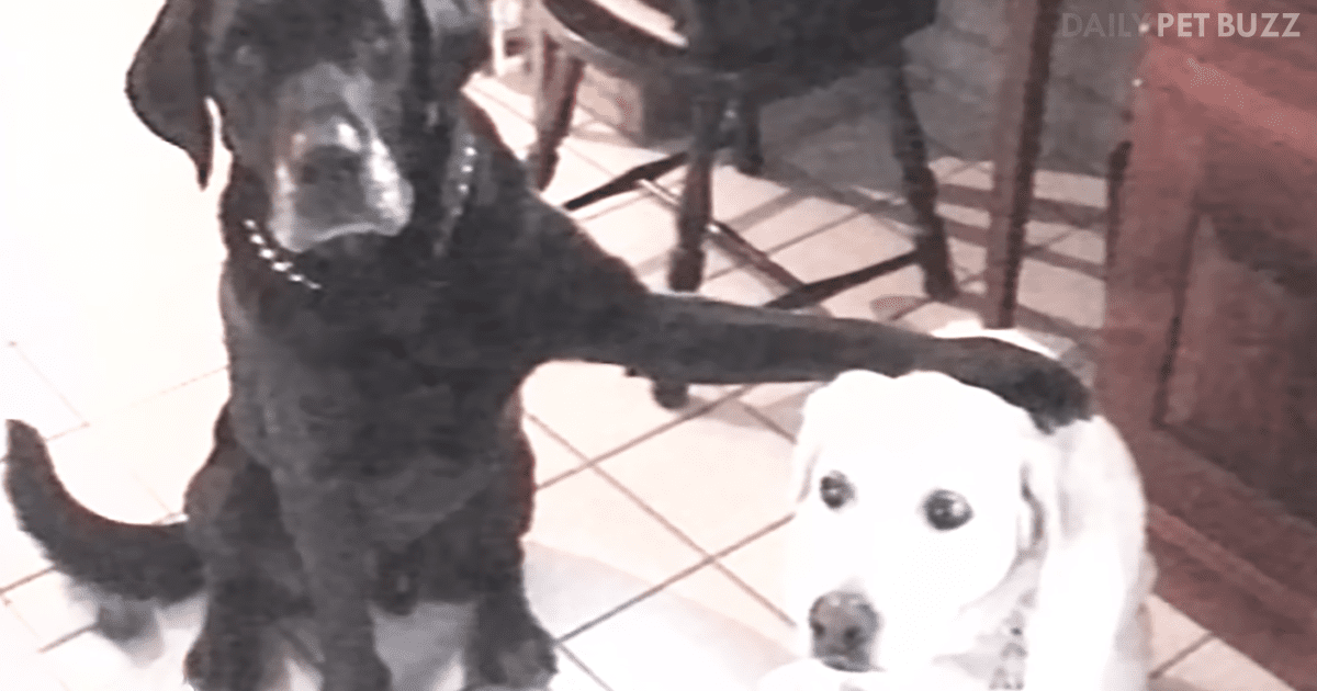 Dashing Black Labrador Brings Home His Girlfriend To Meet His Parents