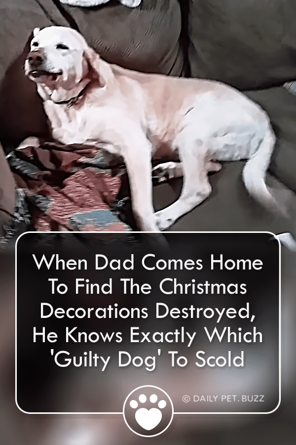 When Dad Comes Home To Find The Christmas Decorations Destroyed, He Knows Exactly Which \'Guilty Dog\' To Scold