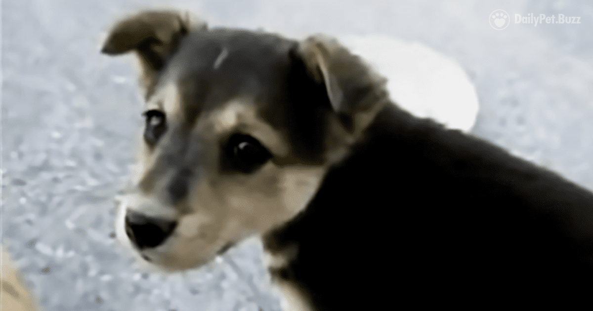 Marine's Secret Mission To Get A War Puppy Back Home For Good