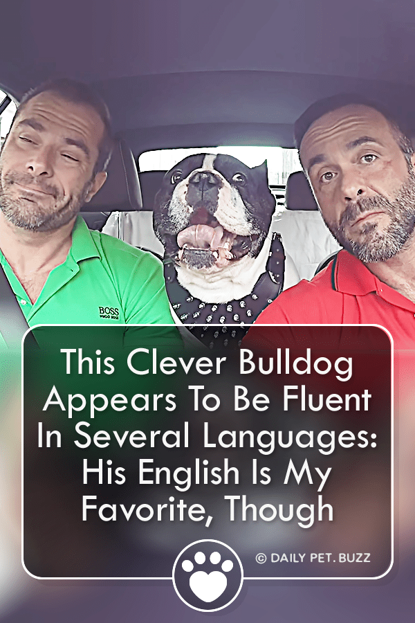 This Clever Bulldog Appears To Be Fluent In Several Languages: His English Is My Favorite, Though