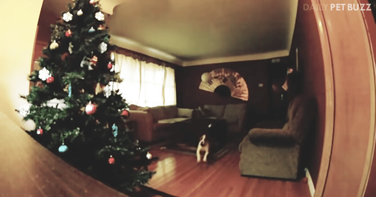 Suzie The Beagle Goes Bonkers For A Christmas Bauble