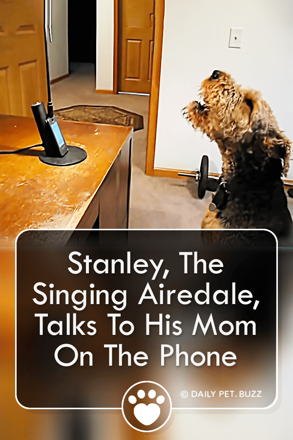 Stanley, The Singing Airedale, Talks To His Mom On The Phone