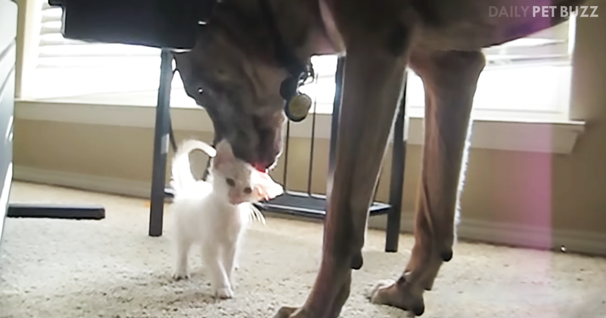 Retired Military Dog Is Very Keen On His New Kitten Friend