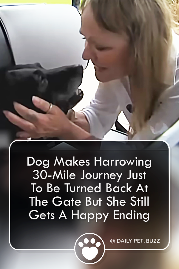 Dog Makes Harrowing 30-Mile Journey Just To Be Turned Back At The Gate But She Still Gets A Happy Ending
