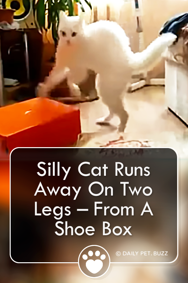 Silly Cat Runs Away On Two Legs – From A Shoe Box