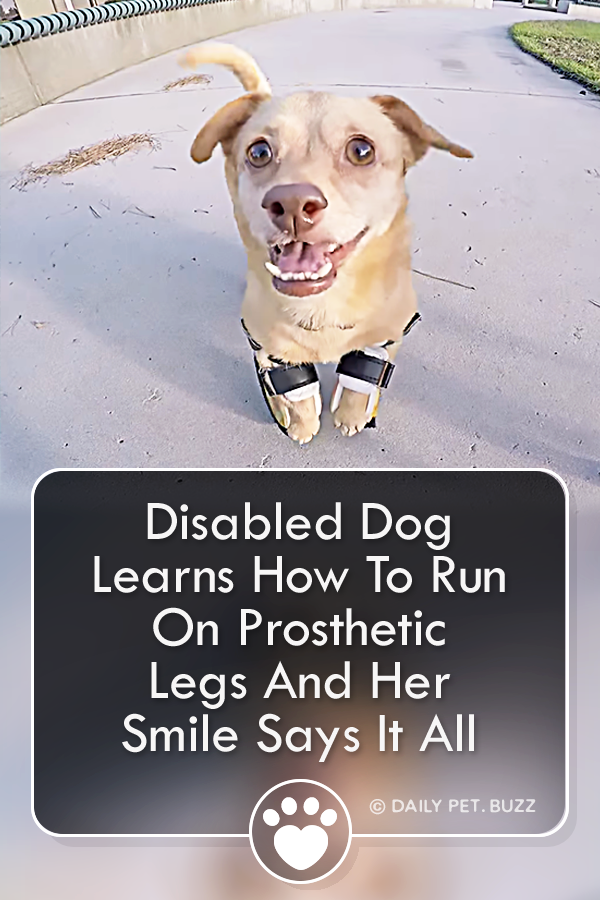 Disabled Dog Learns How To Run On Prosthetic Legs And Her Smile Says It All