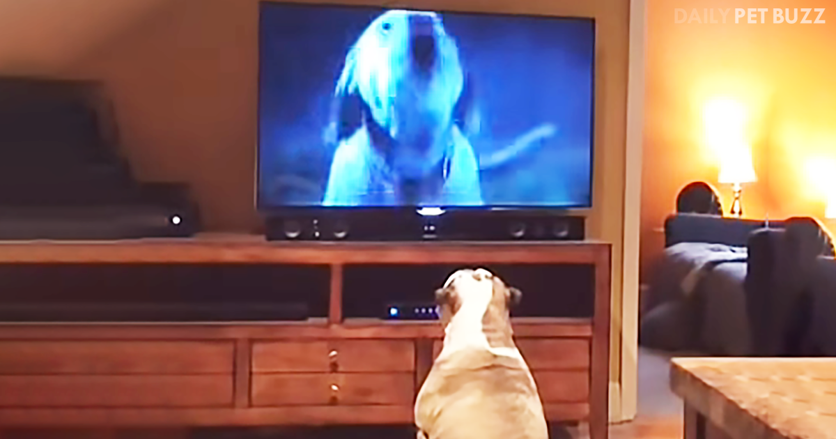 When The Music Starts On This Commercial, This Bulldog Comes Running To ...