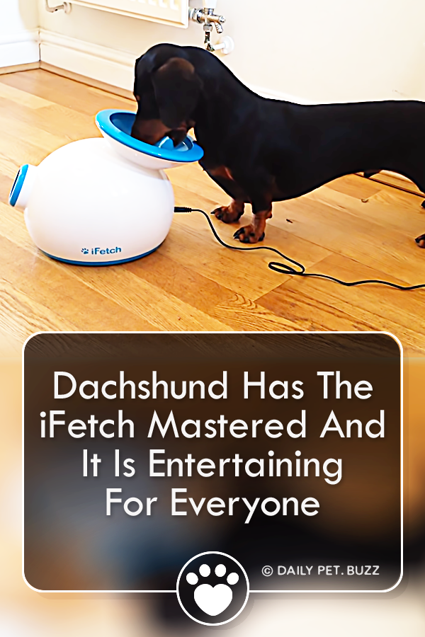 Dachshund Has The iFetch Mastered And It Is Entertaining For Everyone