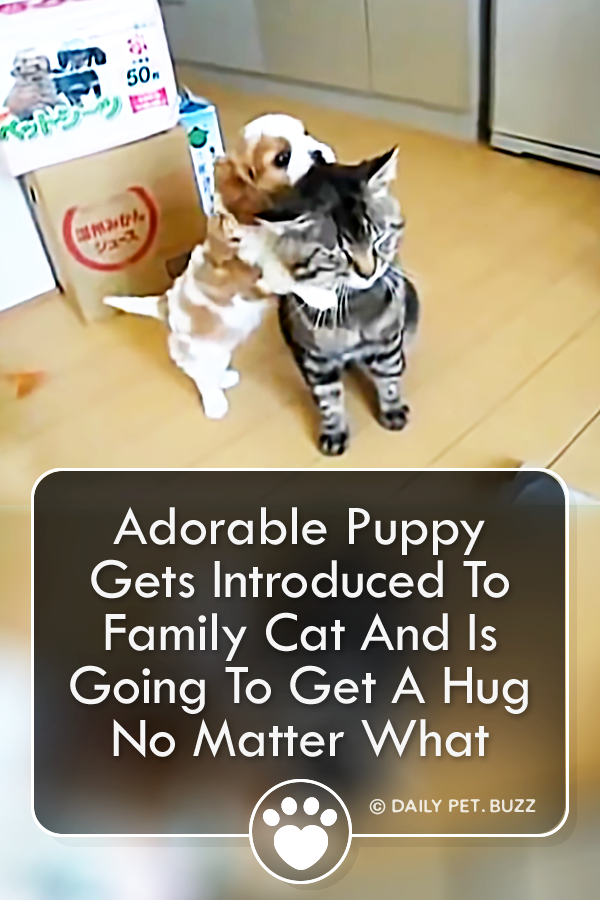 Adorable Puppy Gets Introduced To Family Cat And Is Going To Get A Hug No Matter What