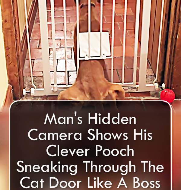 Pinterest Hidden Image