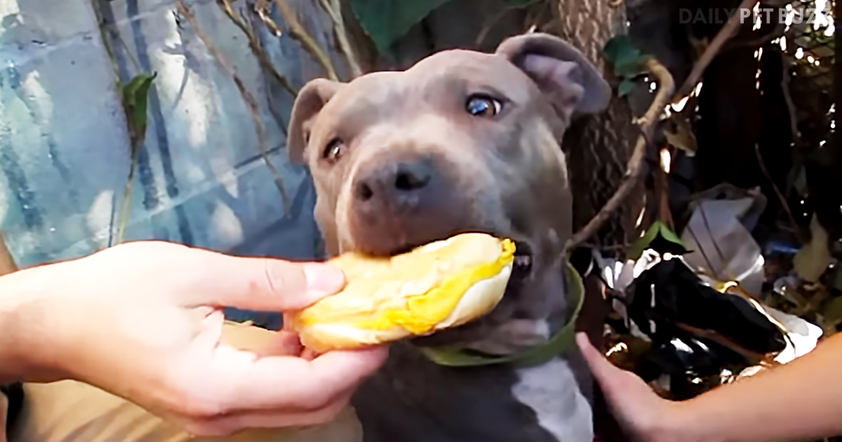 Hope For Paws Rescue Of Nala The Pitbull May Be The Best One Yet