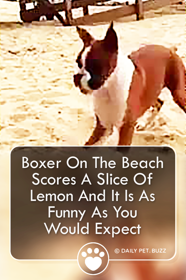 Boxer On The Beach Scores A Slice Of Lemon And It Is As Funny As You Would Expect
