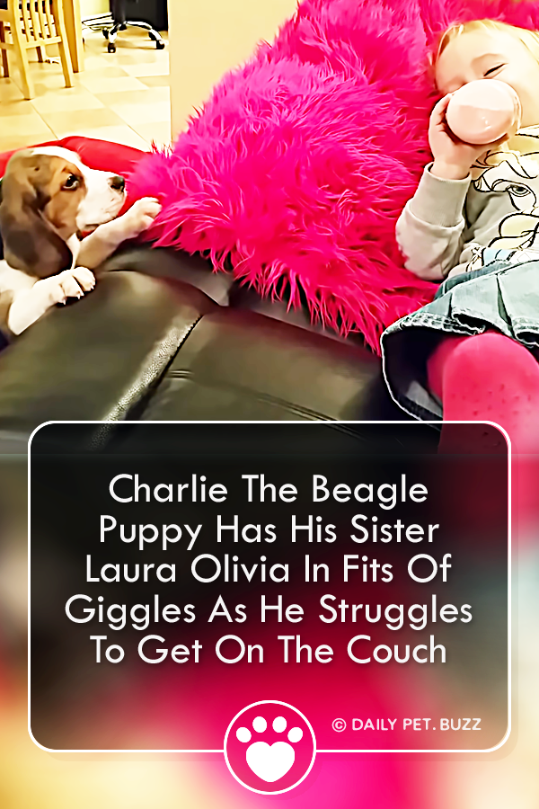 Charlie The Beagle Puppy Has His Sister Laura Olivia In Fits Of Giggles As He Struggles To Get On The Couch