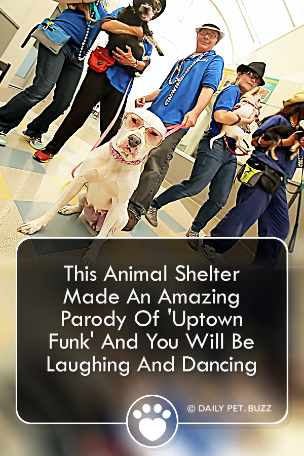 This Animal Shelter Made An Amazing Parody Of \'Uptown Funk\' And You Will Be Laughing And Dancing