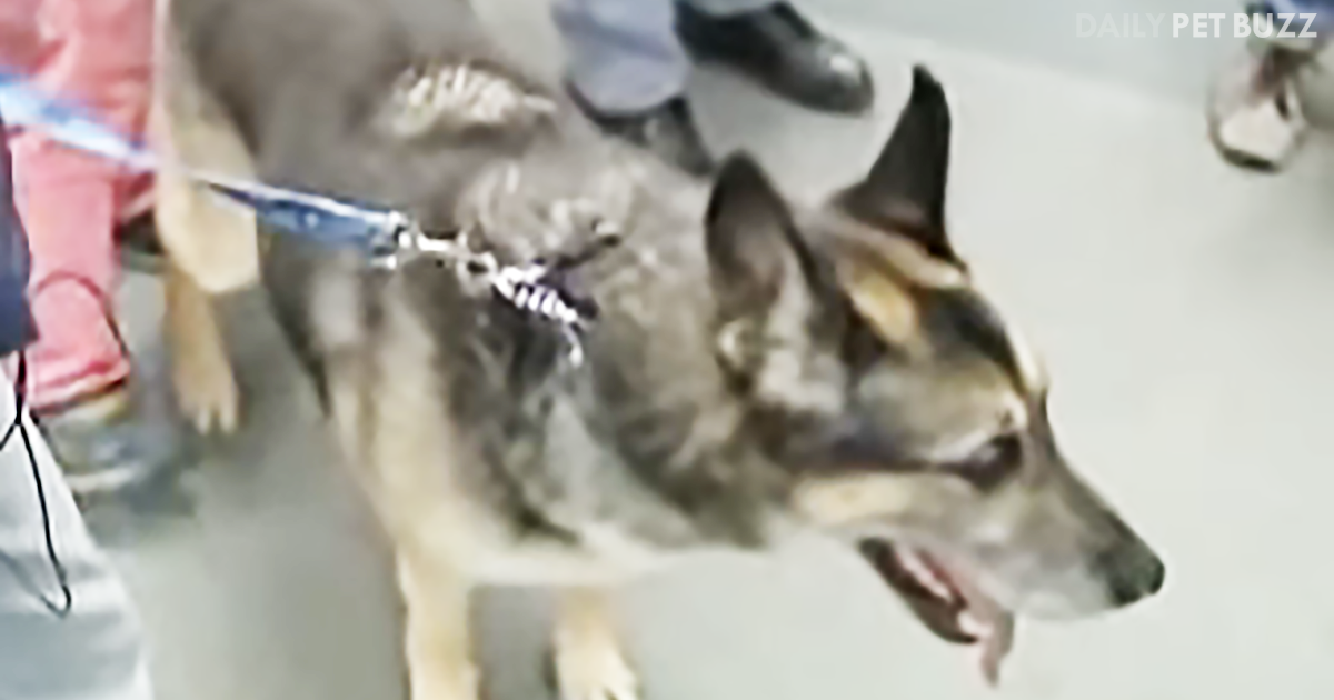 Dexter The Marine Dog Gets A Well Deserved Welcome Home From The Patriot Guard