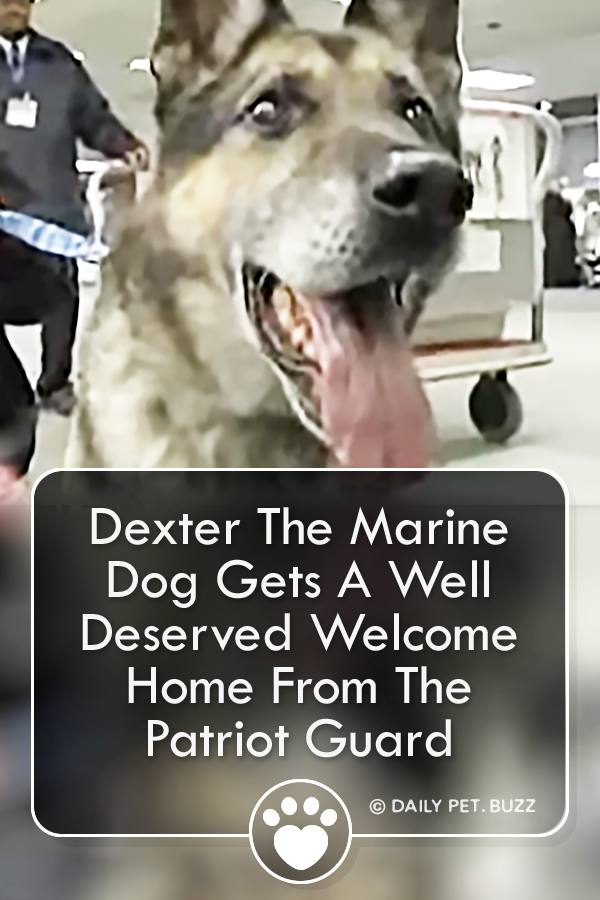 Dexter The Marine Dog Gets A Well Deserved Welcome Home From The Patriot Guard