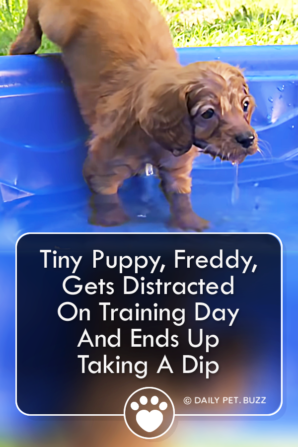 Tiny Puppy, Freddy, Gets Distracted On Training Day And Ends Up Taking A Dip