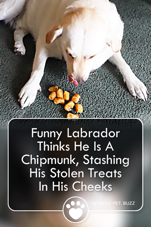 Funny Labrador Thinks He Is A Chipmunk, Stashing His Stolen Treats In His Cheeks