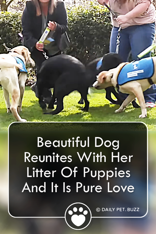 Beautiful Dog Reunites With Her Litter Of Puppies And It Is Pure Love