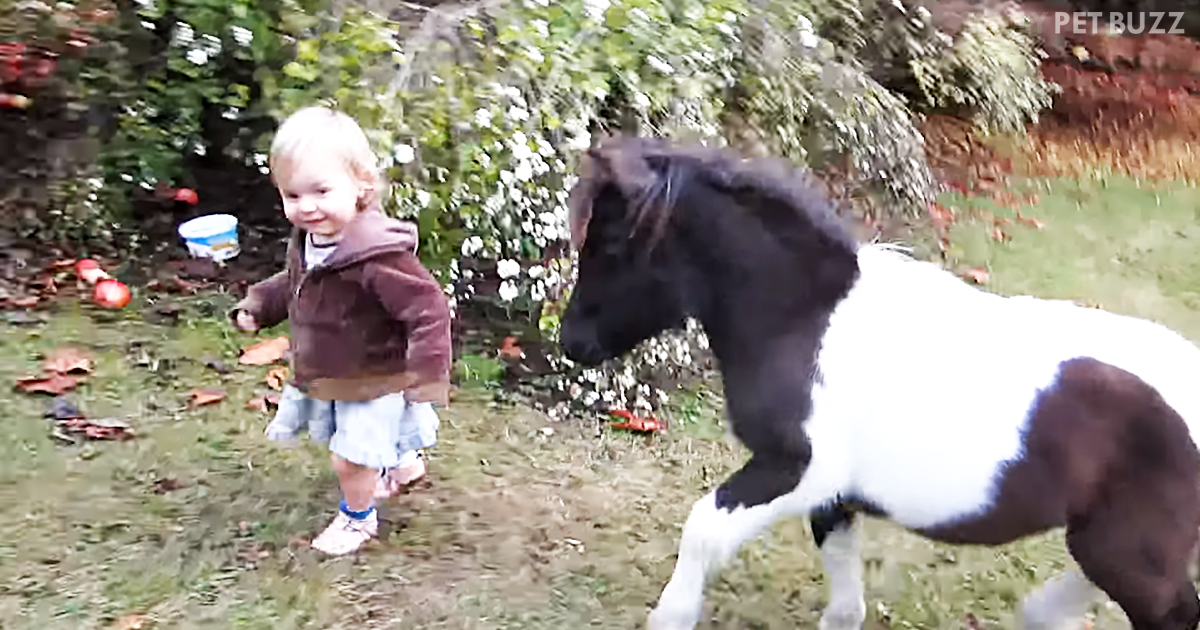 Toddler And Mini Horse Have A Blast Running Together In The Yard