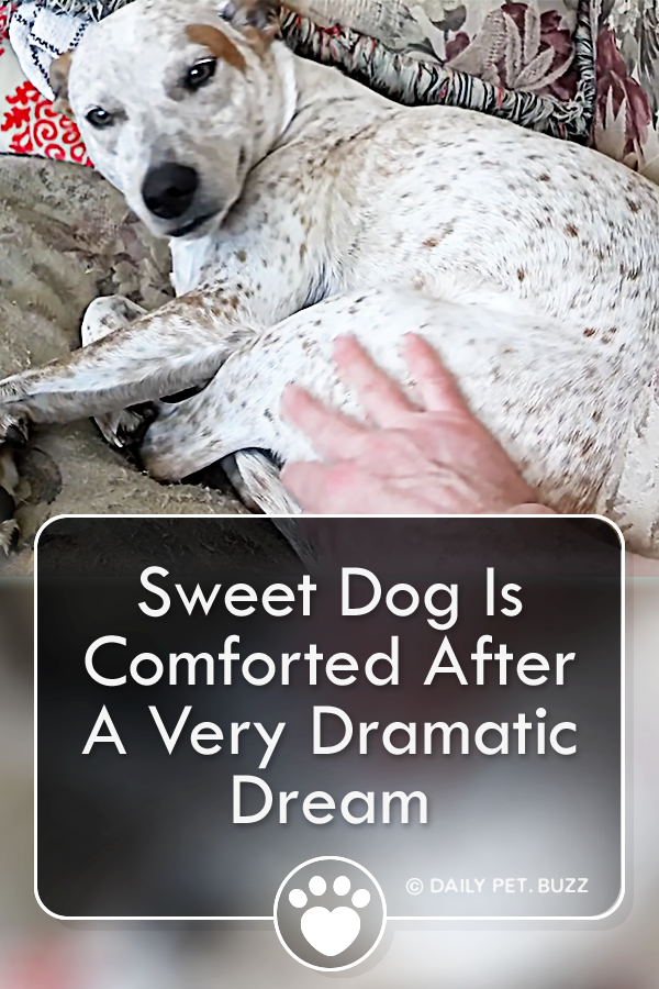 Sweet Dog Is Comforted After A Very Dramatic Dream