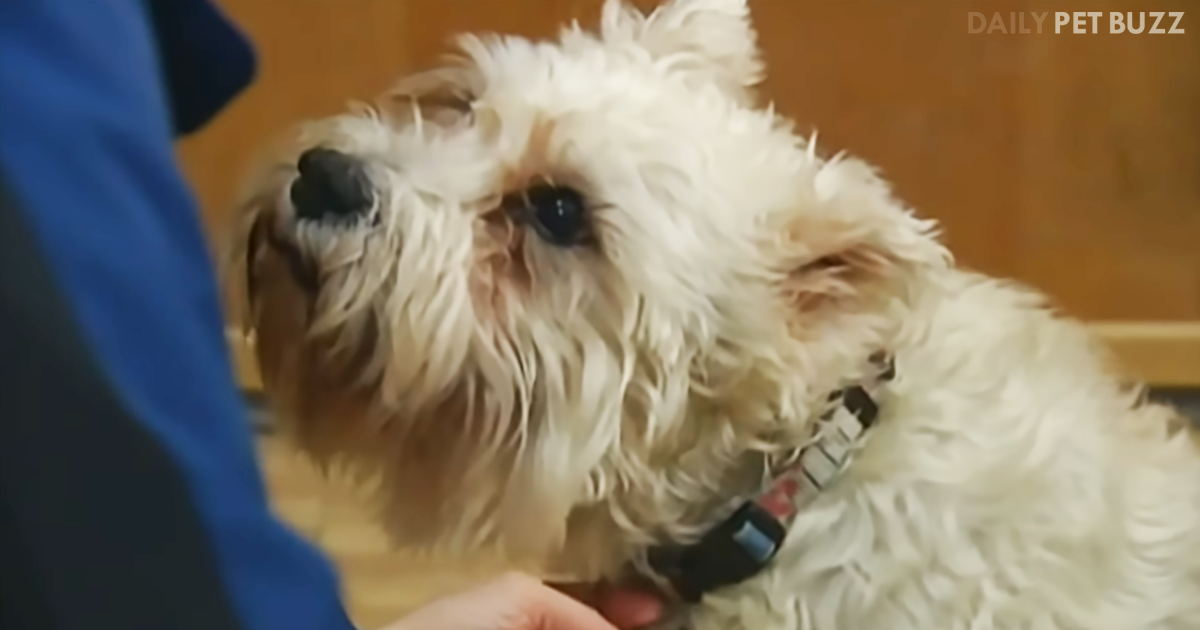 Sissy the Schnauzer Sneaks Out And Walks Over 15 Blocks To See Her Mom At The Hospital