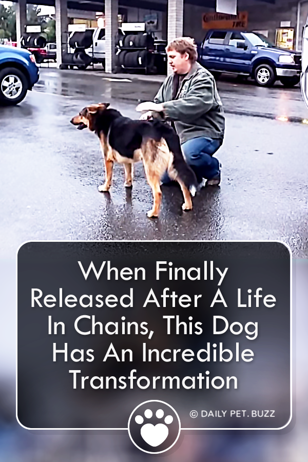 When Finally Released After A Life In Chains, This Dog Has An Incredible Transformation