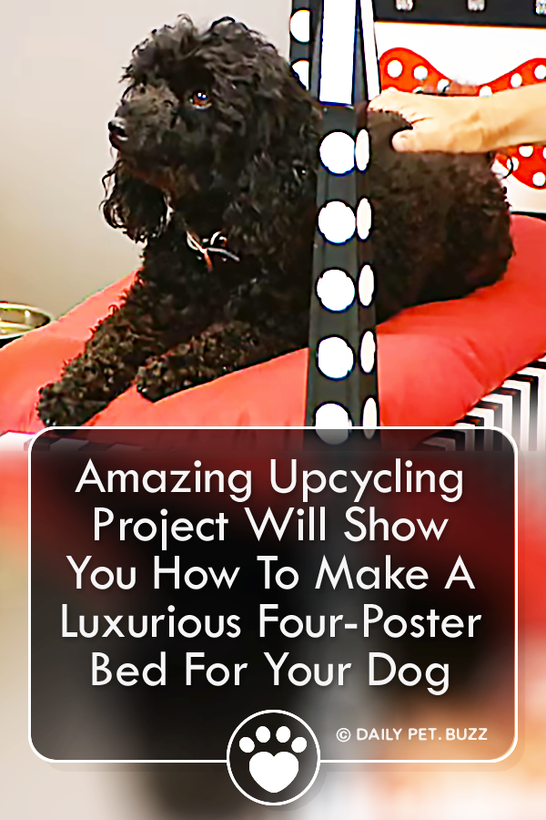 This Amazing Upcycling Project Will Show You How To Make A Luxurious Four-Poster Bed For Your Dog