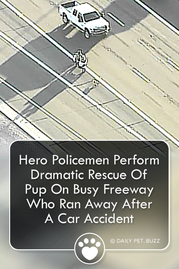 Hero Policemen Perform Dramatic Rescue Of Pup On Busy Freeway Who Ran Away After A Car Accident