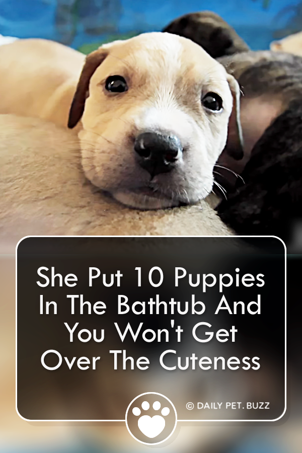 She Put 10 Puppies In The Bathtub And You Won\'t Get Over The Cuteness