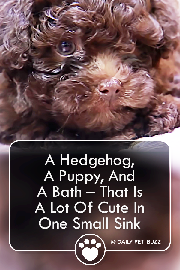 A Hedgehog, A Puppy, And A Bath – That Is A Lot Of Cute In One Small Sink